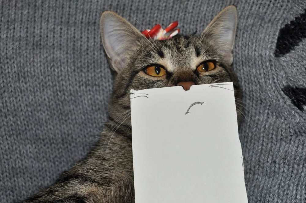 Бумажный грустный кот