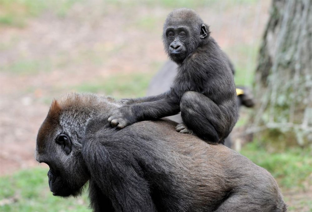 Смешные гориллы и обезьяны