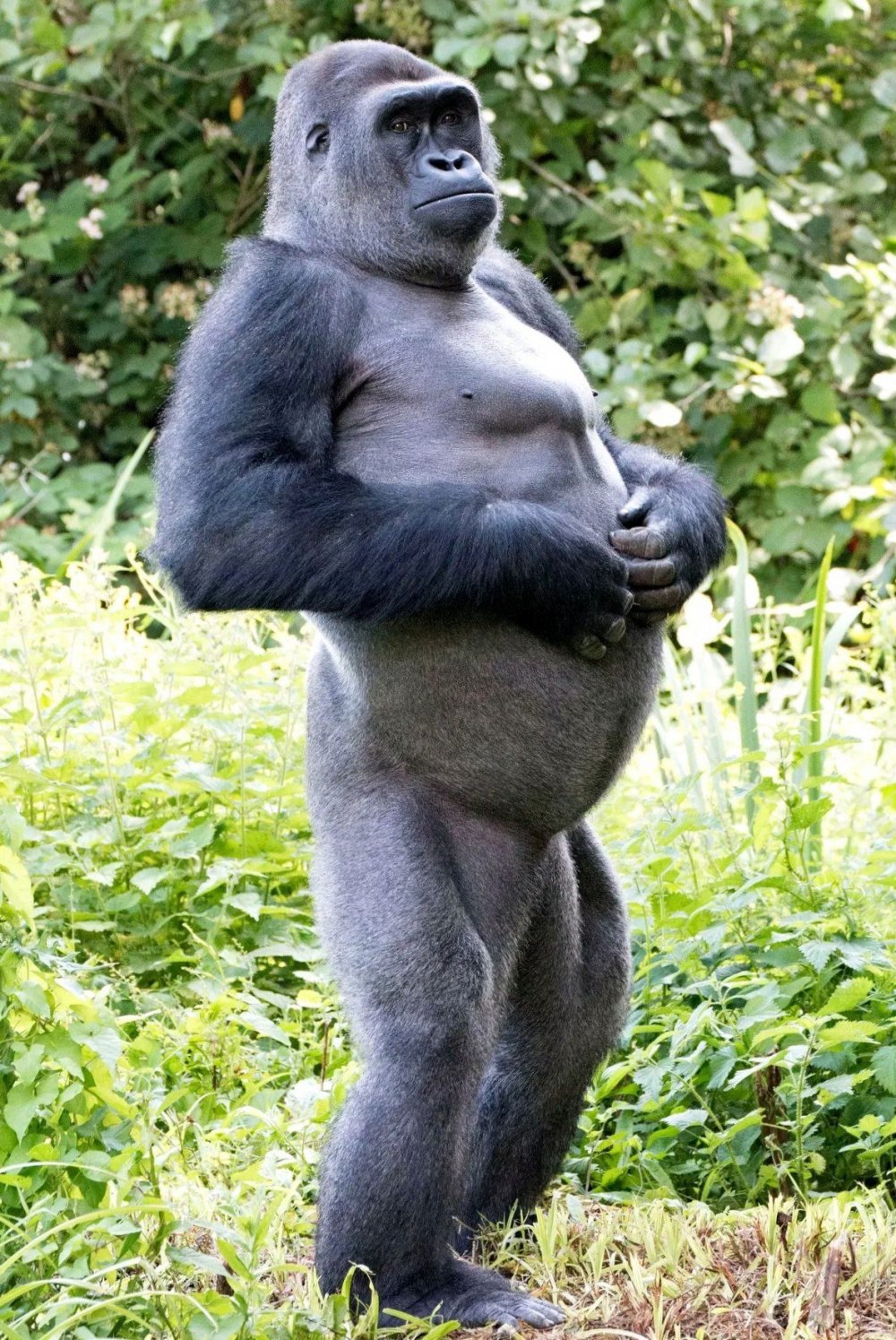 Толстая горилла