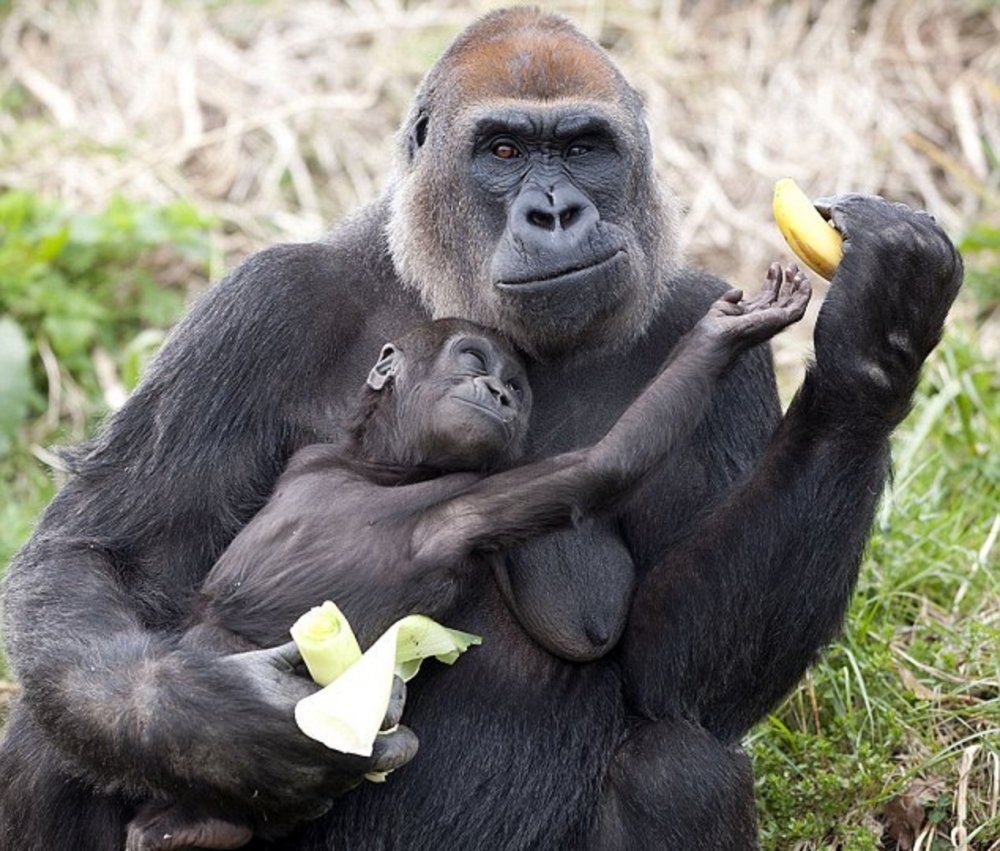 Горилла и шимпанзе