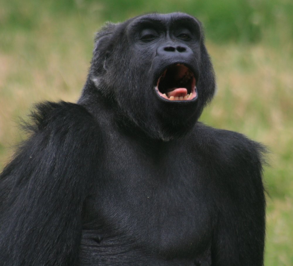 У гориллы большие ноздри