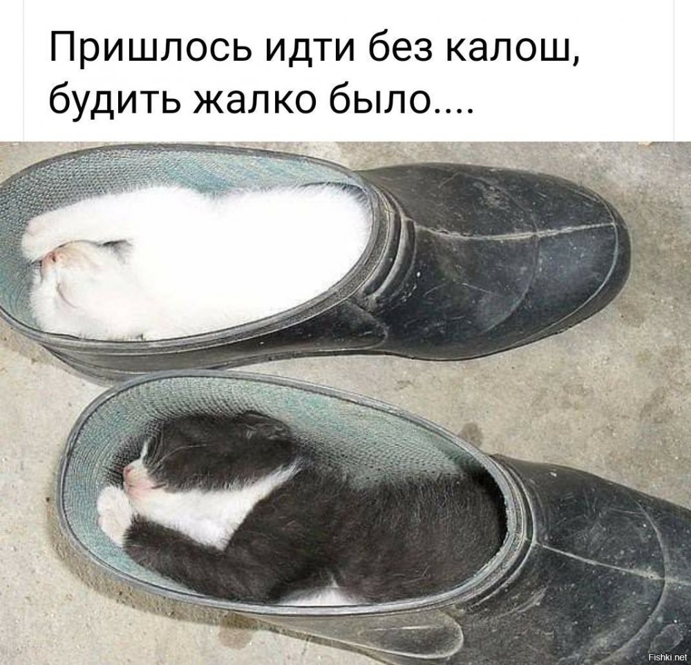 Кот спит в ботинке