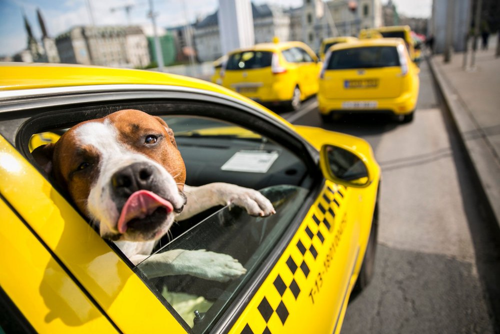 Животные в такси