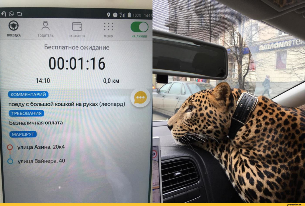 Леопард в такси