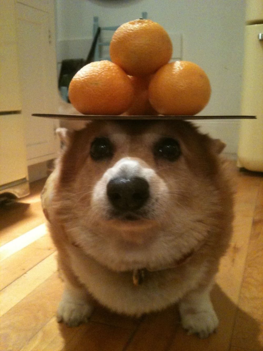 Собака с апельсином