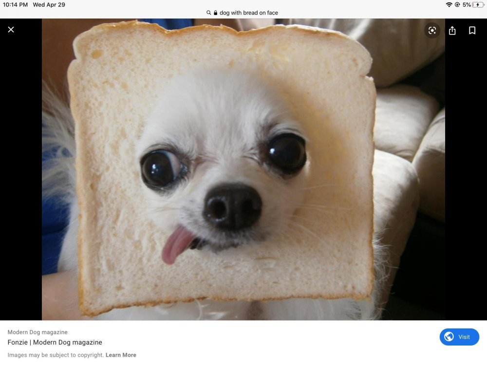 Собака с хлебом на морде