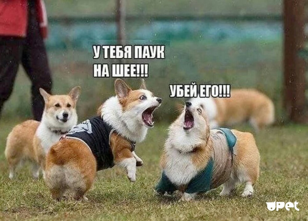 Мемы с собаками с надписями