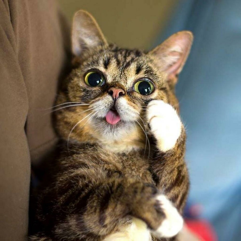 Кошка с высунутым языком