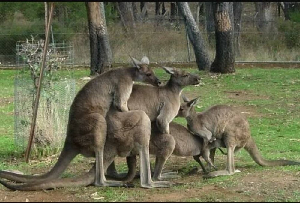 Коротко о ситуации в группе f кенгуру