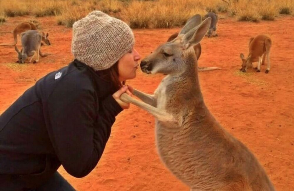 Смешной кенгуру Австралия
