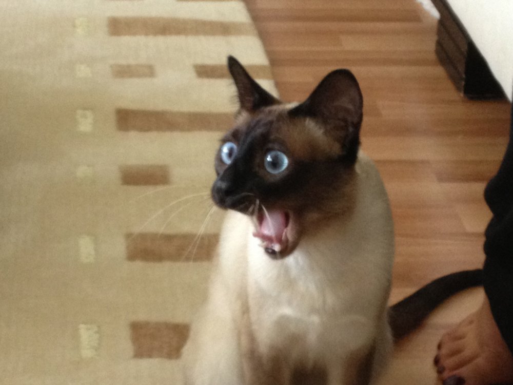 Удивленный сиамский кот