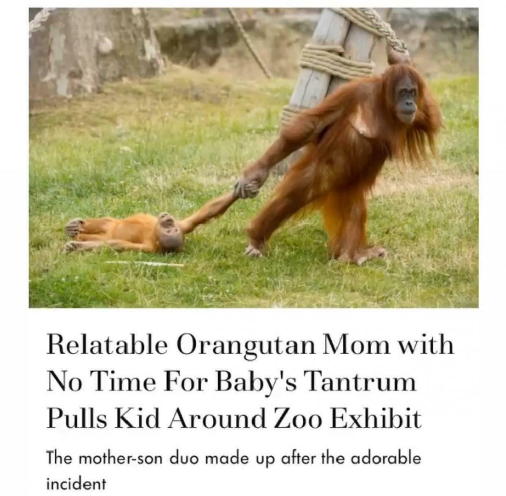 Орангутаны смешные