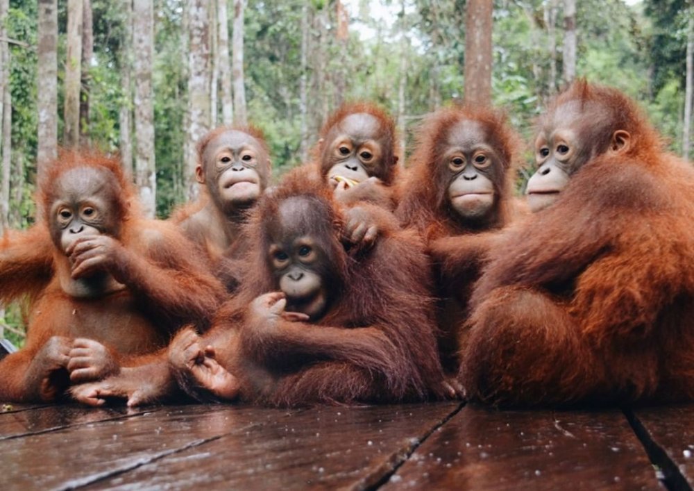 Орангутанг Борнео