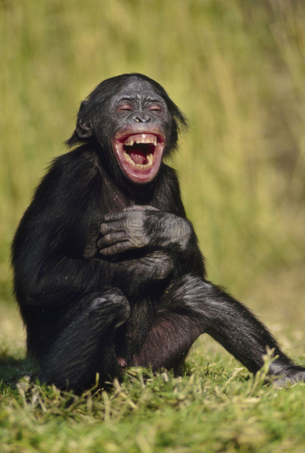 Шимпанзе смеется