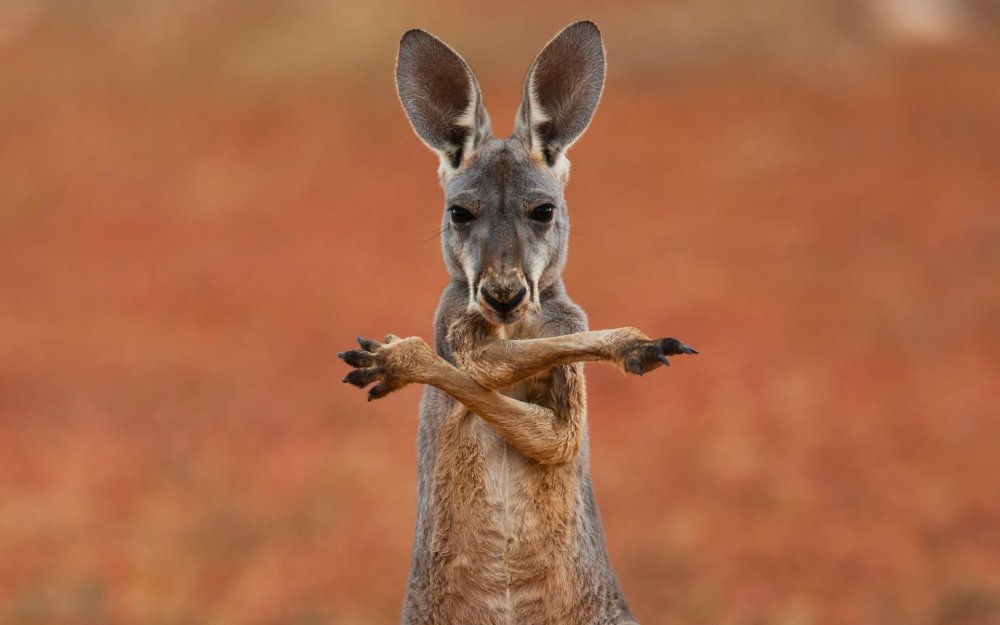 Длинноухий кенгуру