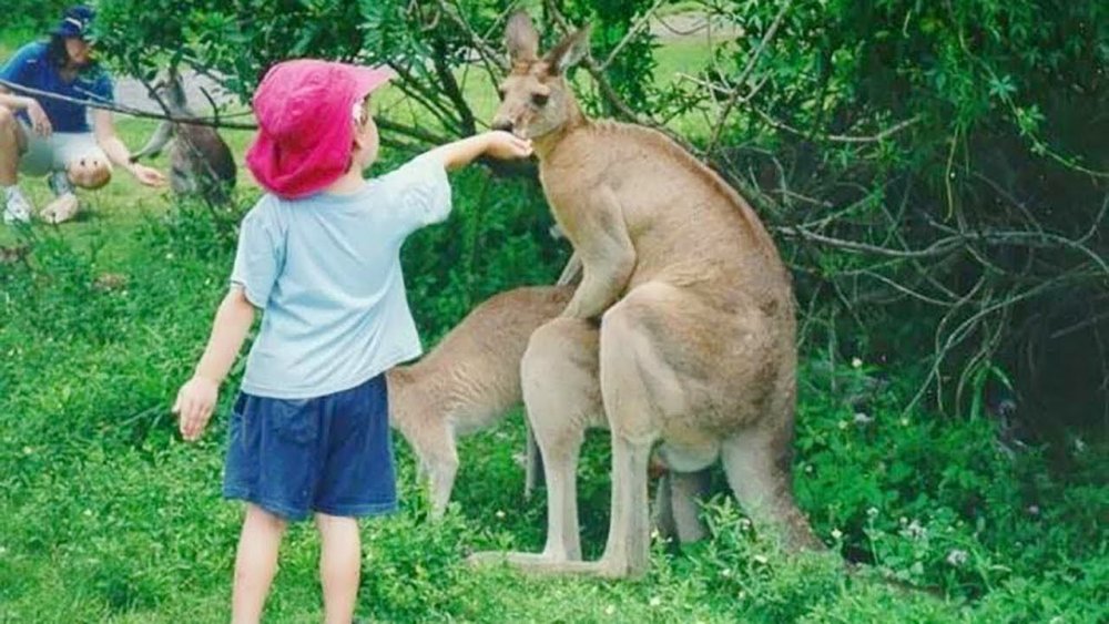 Сношение животных кенгуру