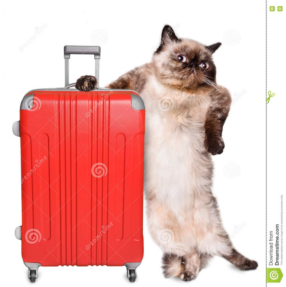 Котенок с чемоданом