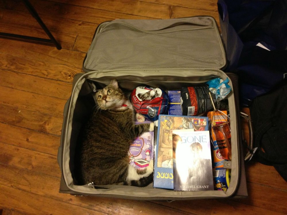 Кот в чемодане с вещами