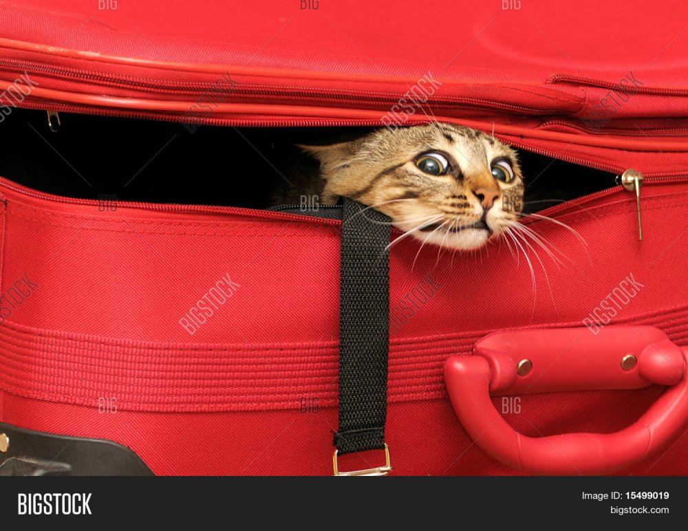 Кот в чемодане приколы