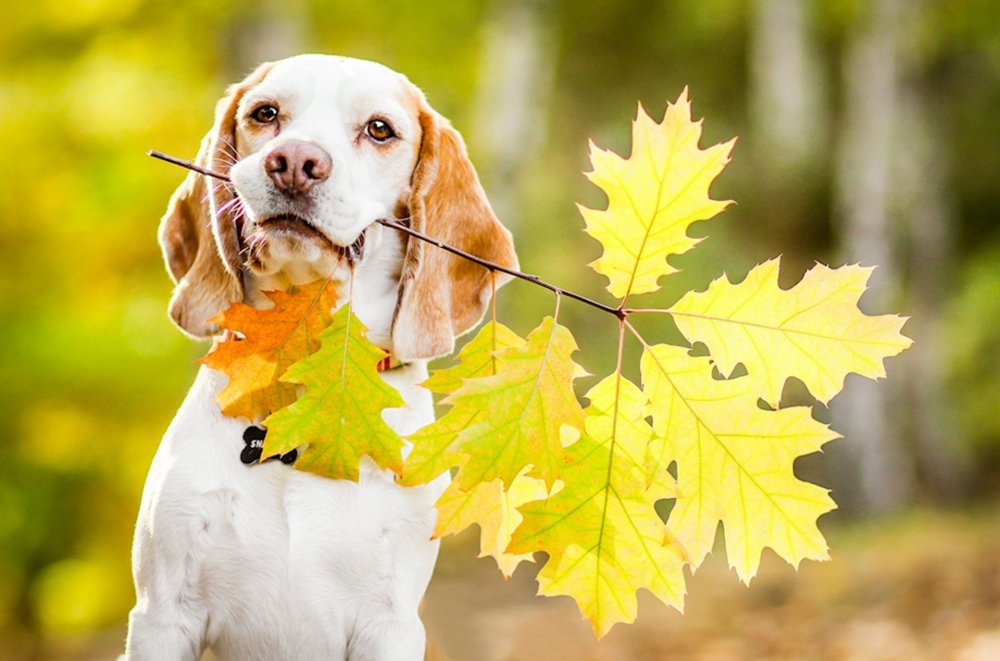 Собачка в осенней листве