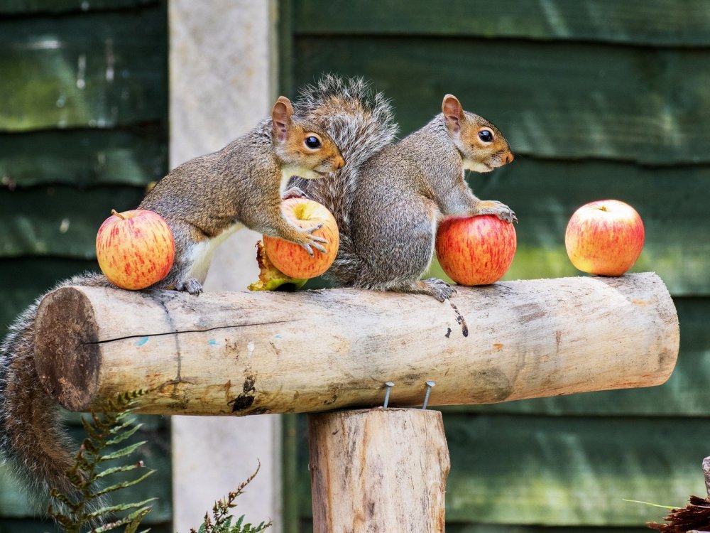 Животные с яблоками