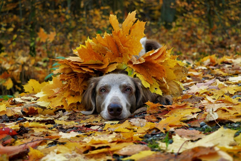 Собака осенью
