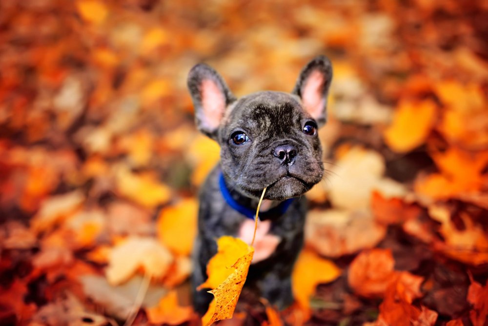 Французский бульдог щенок осенью
