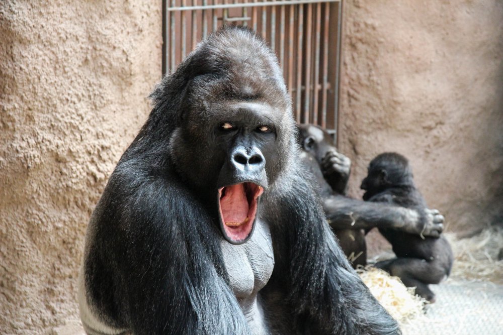 Удивленная горилла