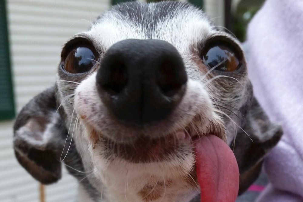 Собака с языком
