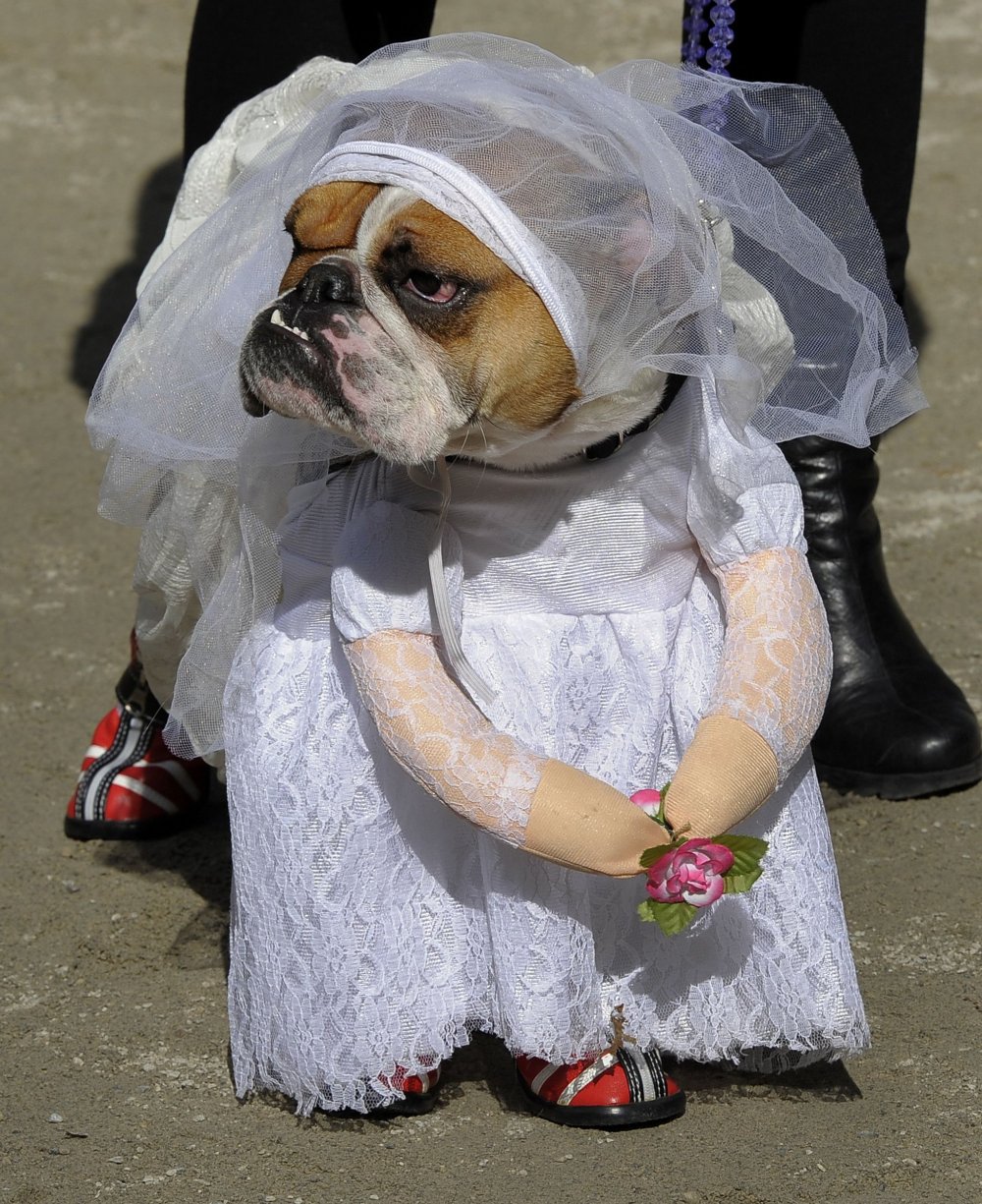 Собака в свадебном платье