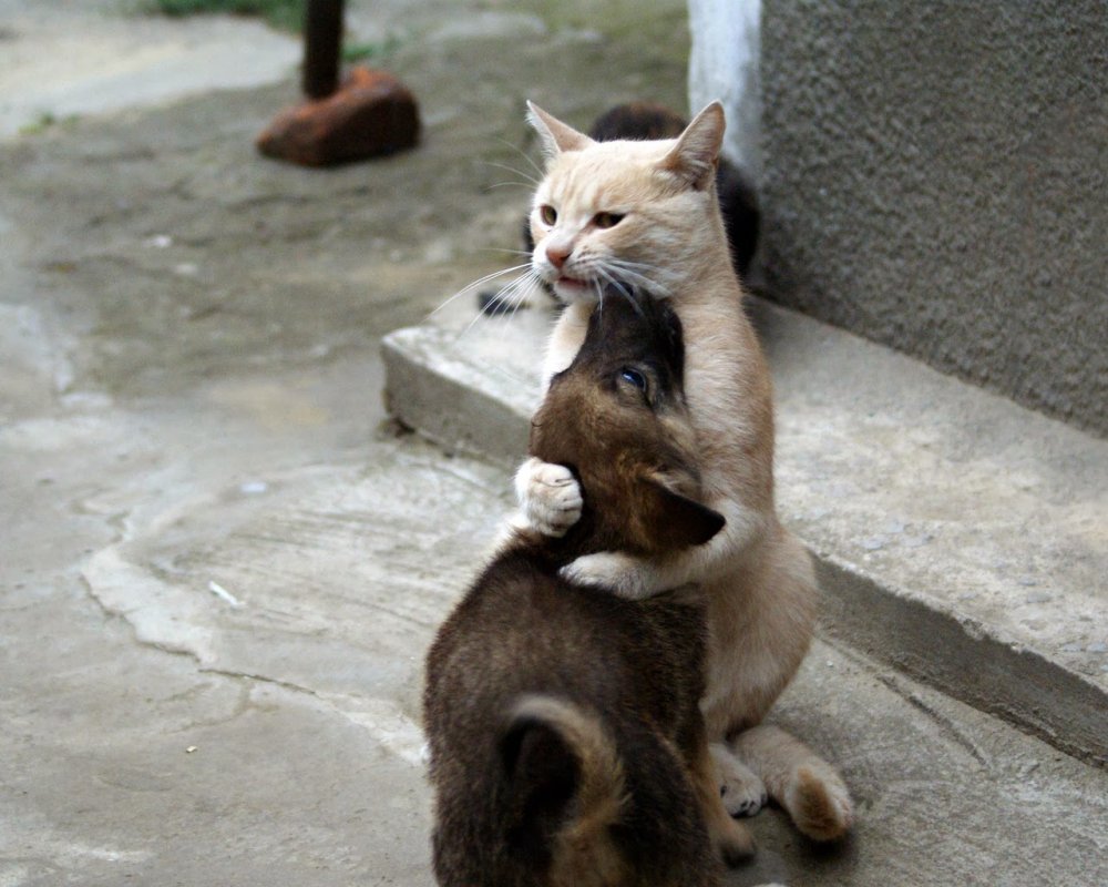 Кот обнимает кота