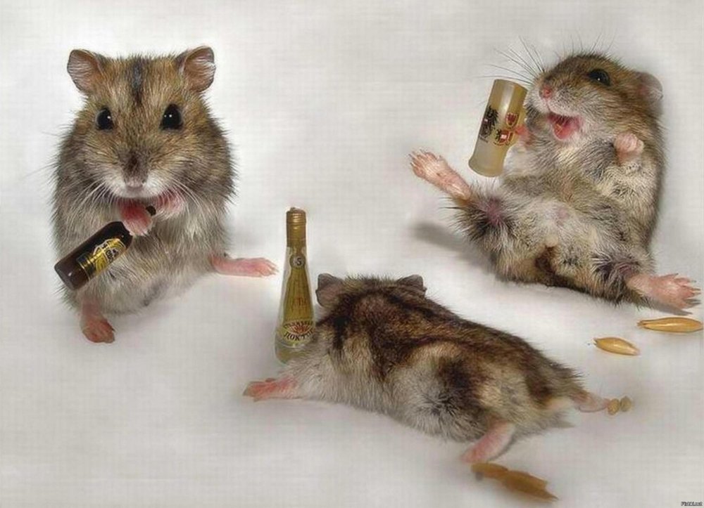 Пьяная мышь