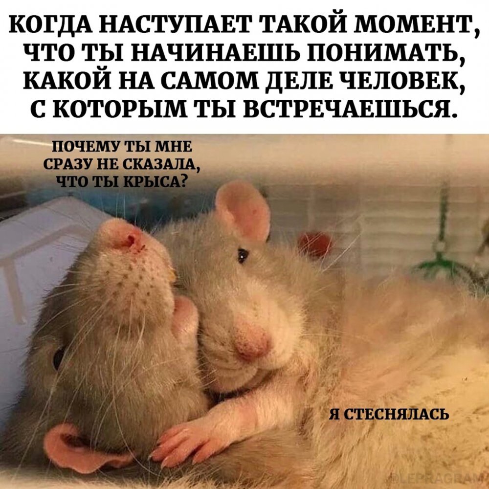 Крыса обнимает крысу