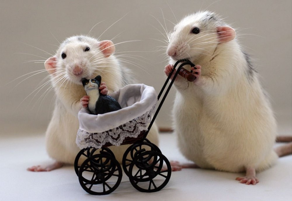 Свадьба крыс
