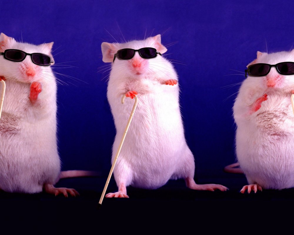 Группа крыс