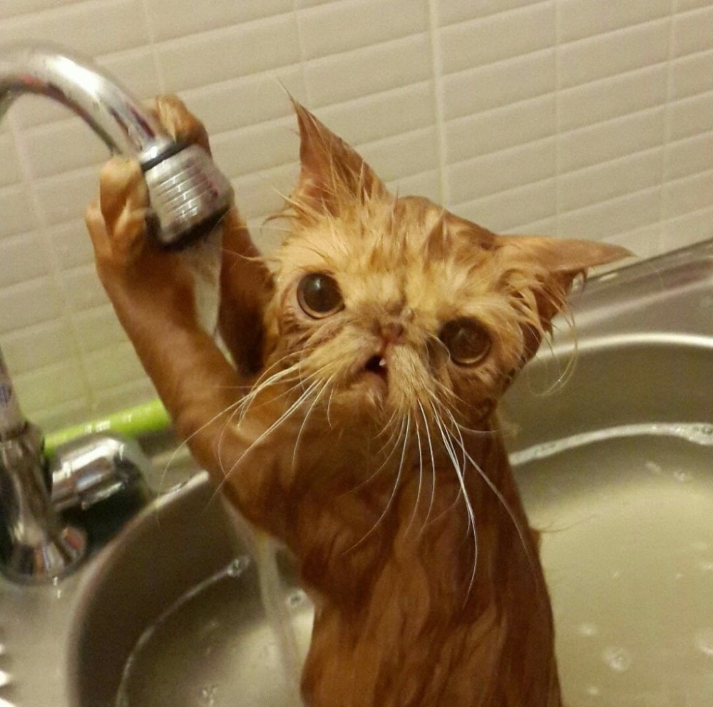 Мокрые коты смешные