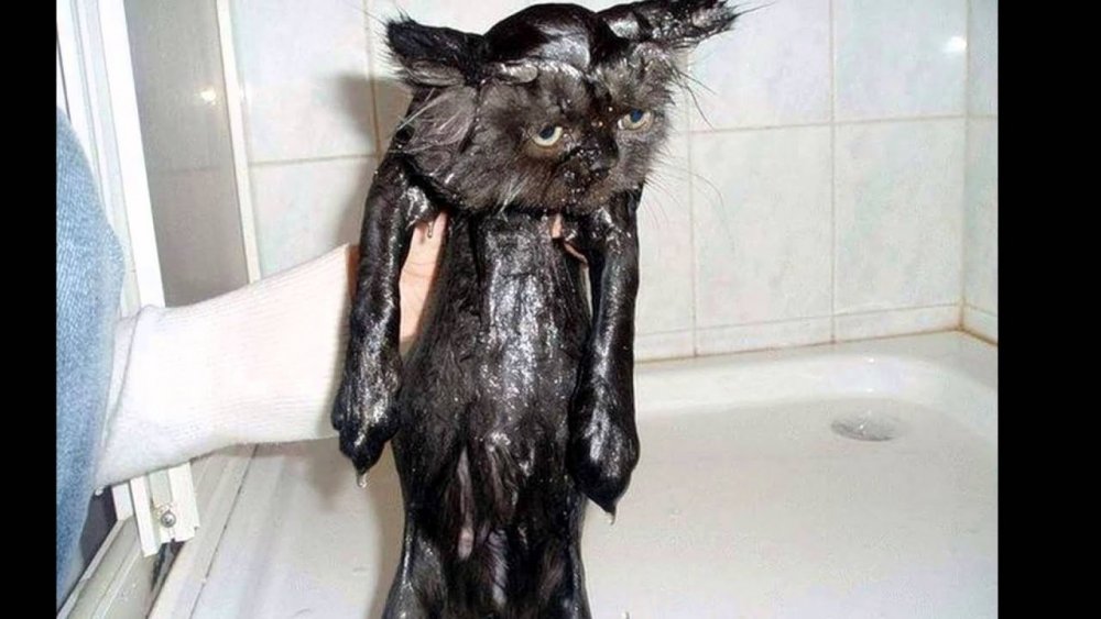 Смешной мокрый котенок