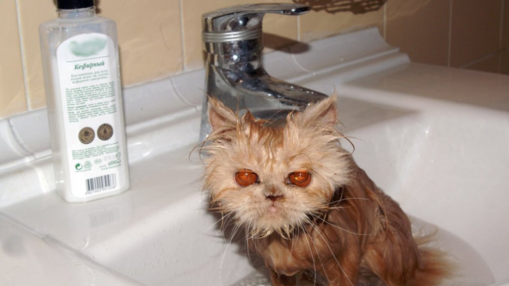 Мокрый злой кот