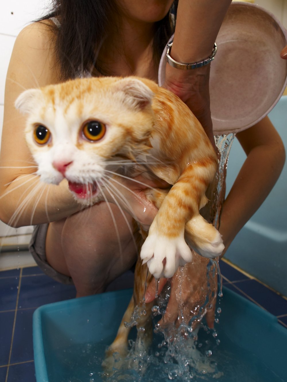 Котенок в ванной