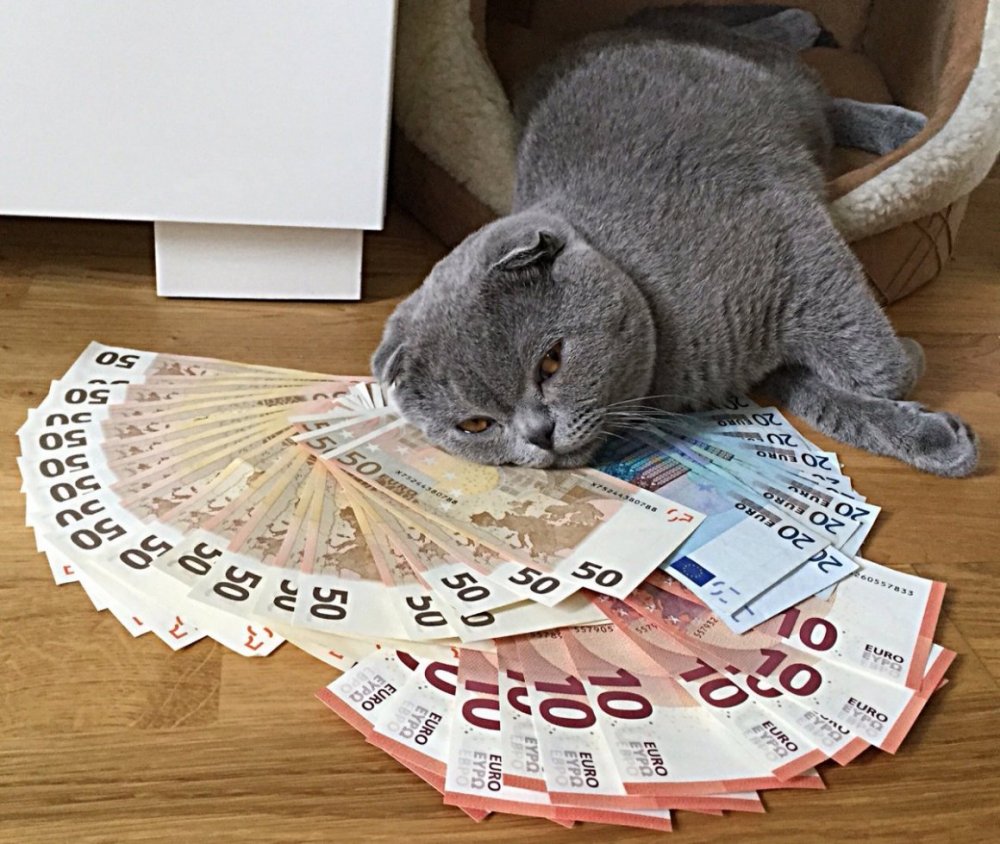 Кошка с деньгами