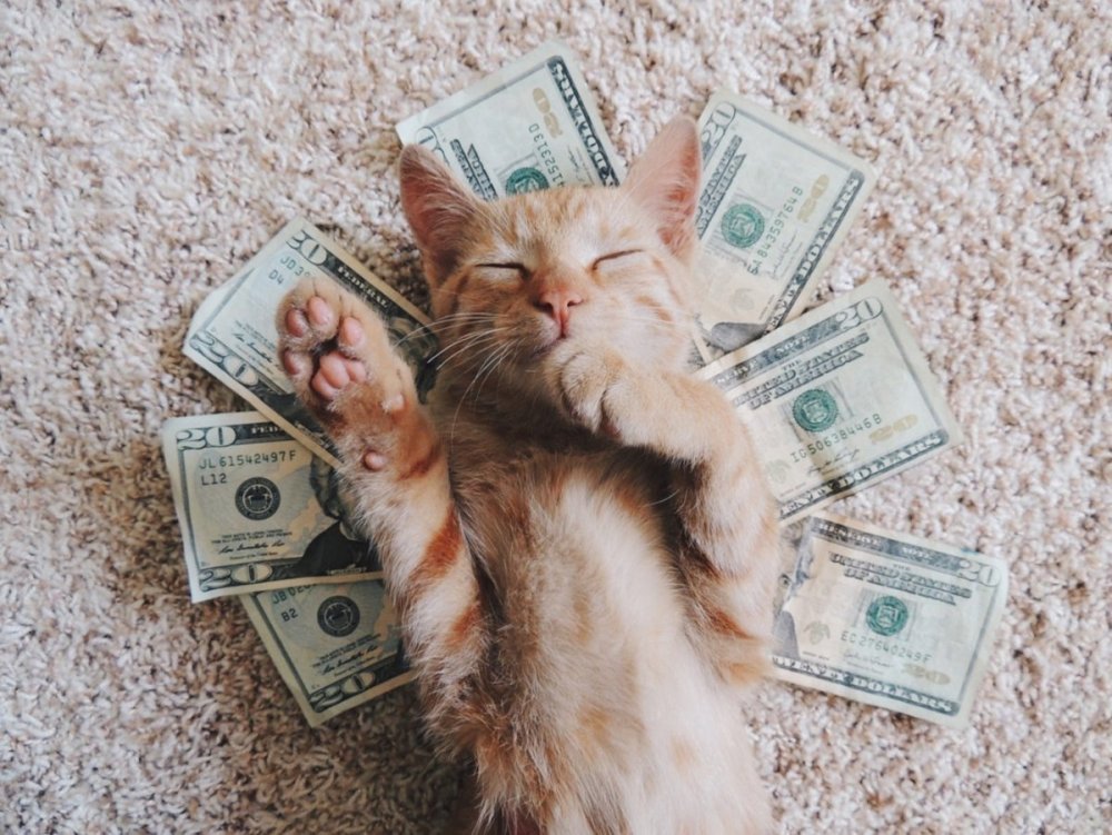 Смешной кот с деньгами