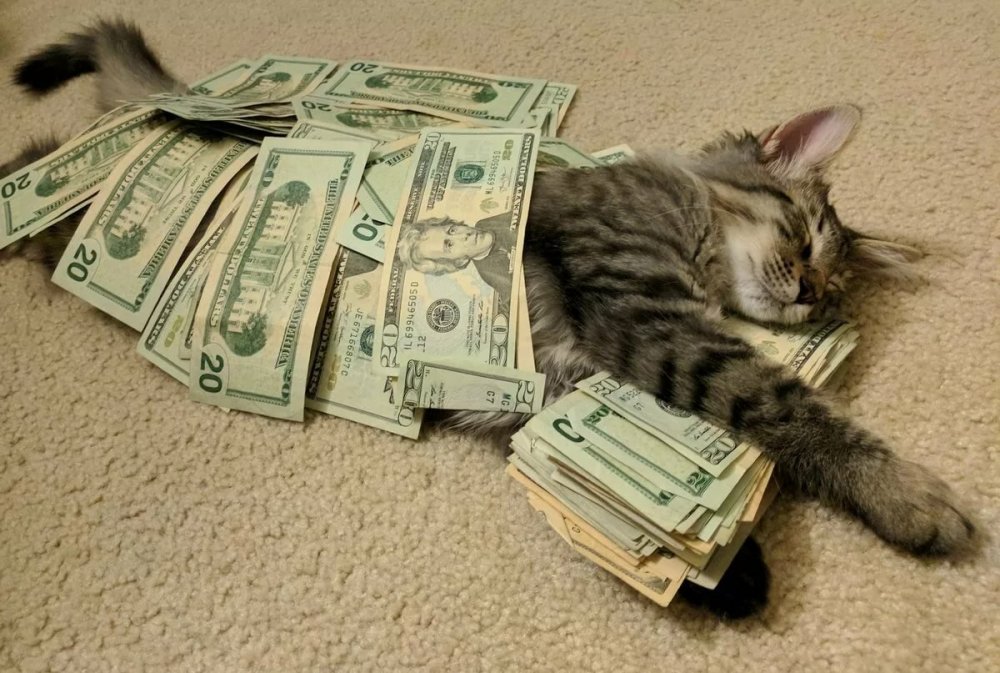 Кот в куче денег