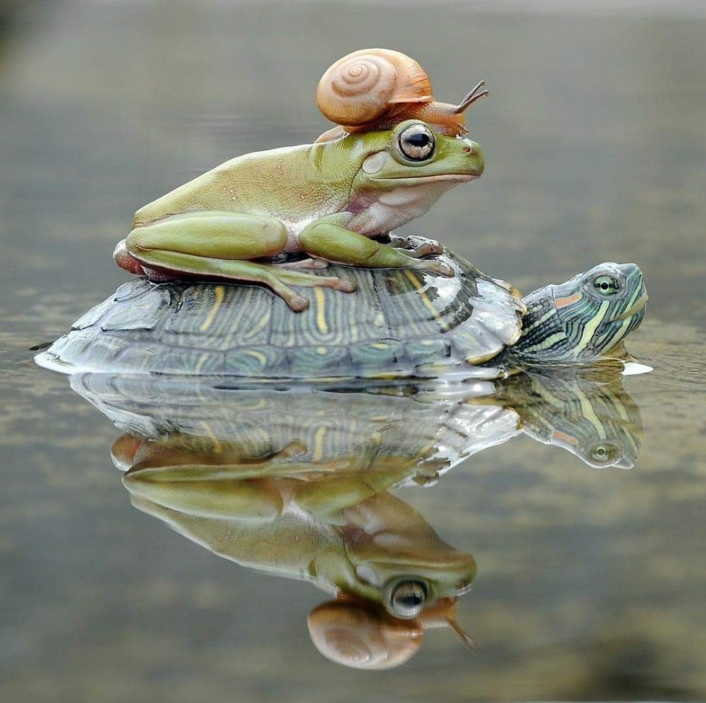 Лягушка черепаха