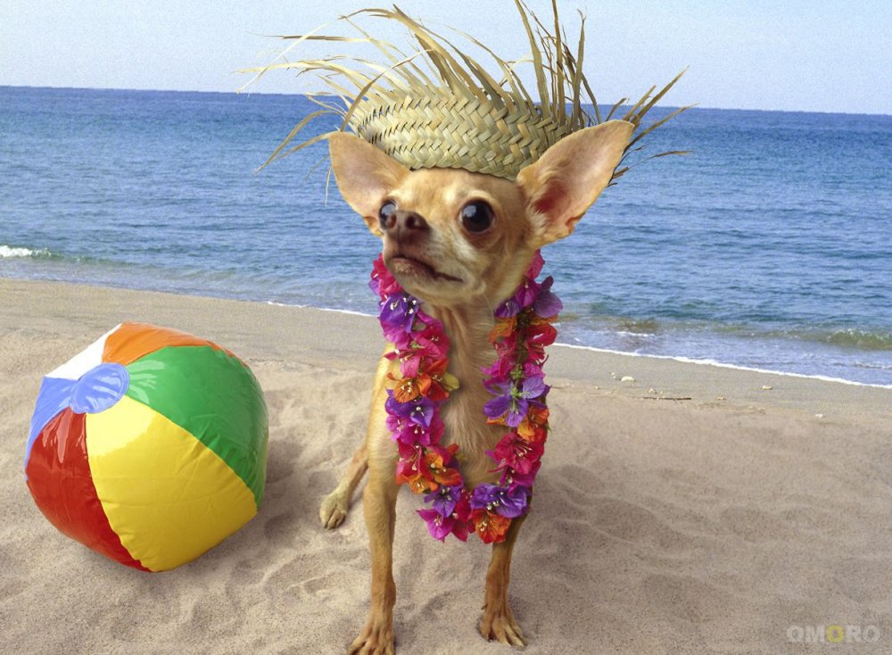 Собачка на пляже