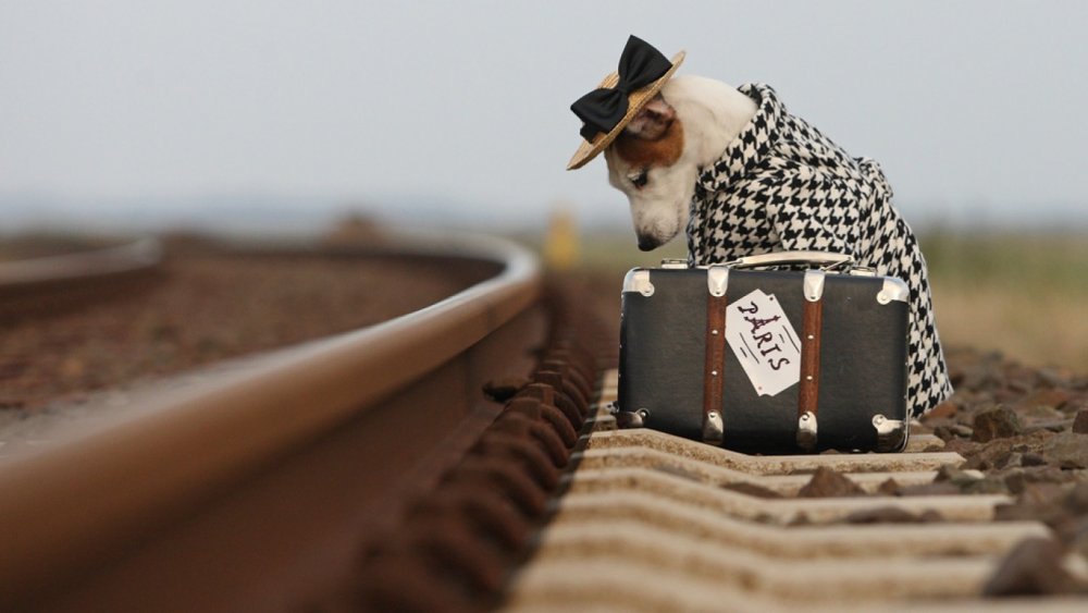 Кот с чемоданом