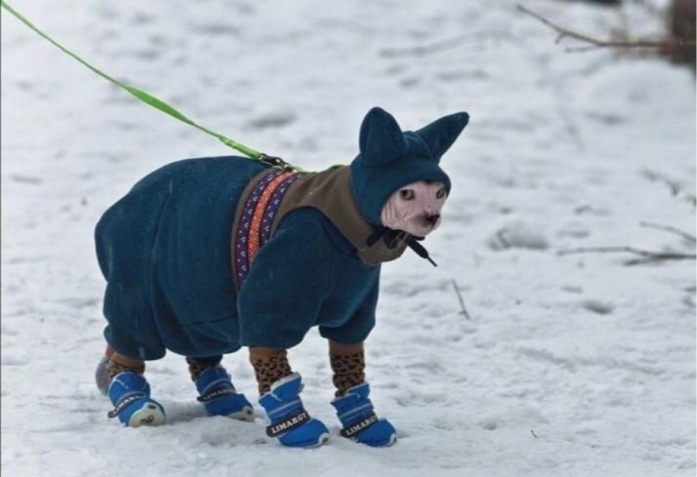 Кот в зимней одежде