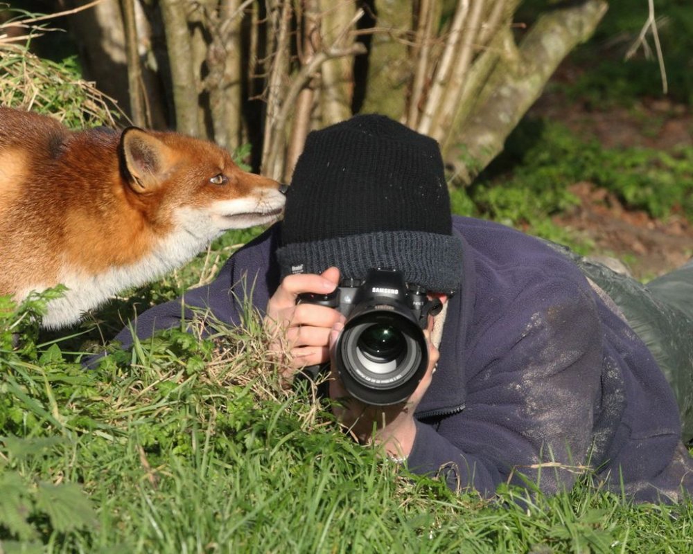 Фотограф и животные