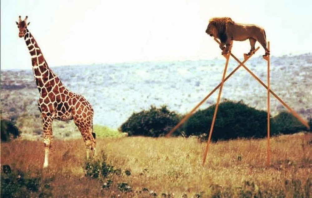 Жираф большой ему видней