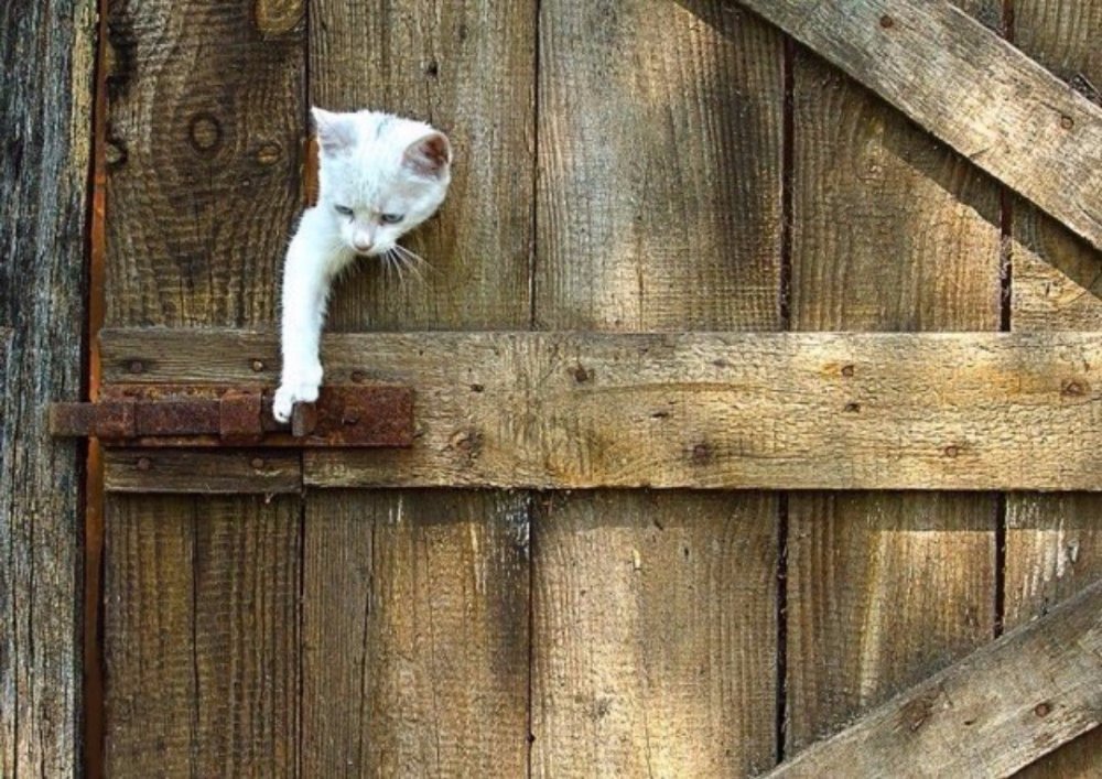 Осторожно злая собака на заборе