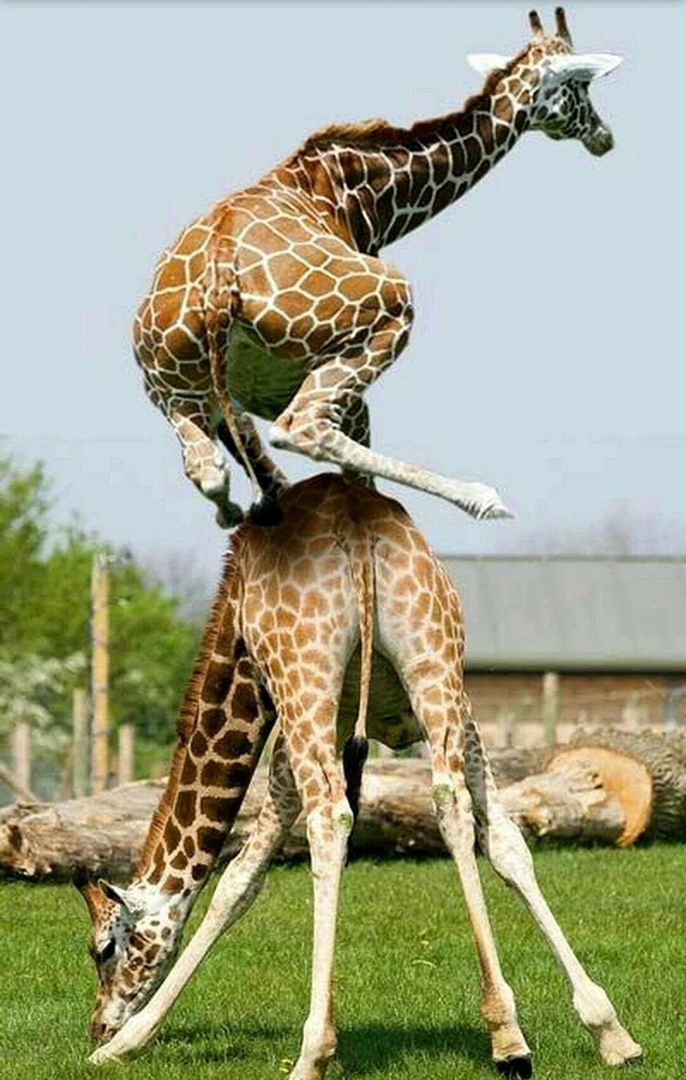 Жираф прыгает